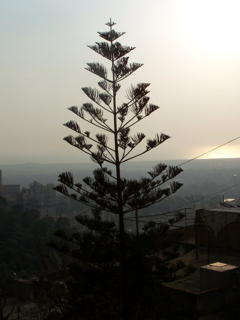 2009_Libanon 556.jpg